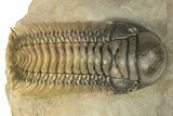 Colorful Crotalocephalina Trilobite with Reedops #276394-4